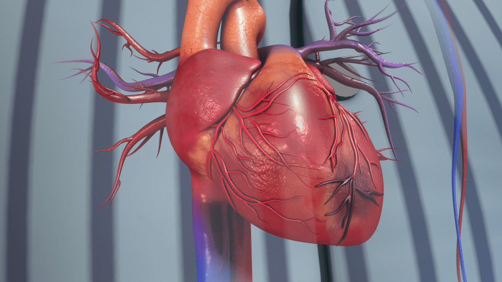 Cardiac Perfusion: Powerful Scan for Heart Blood Flow Evaluation