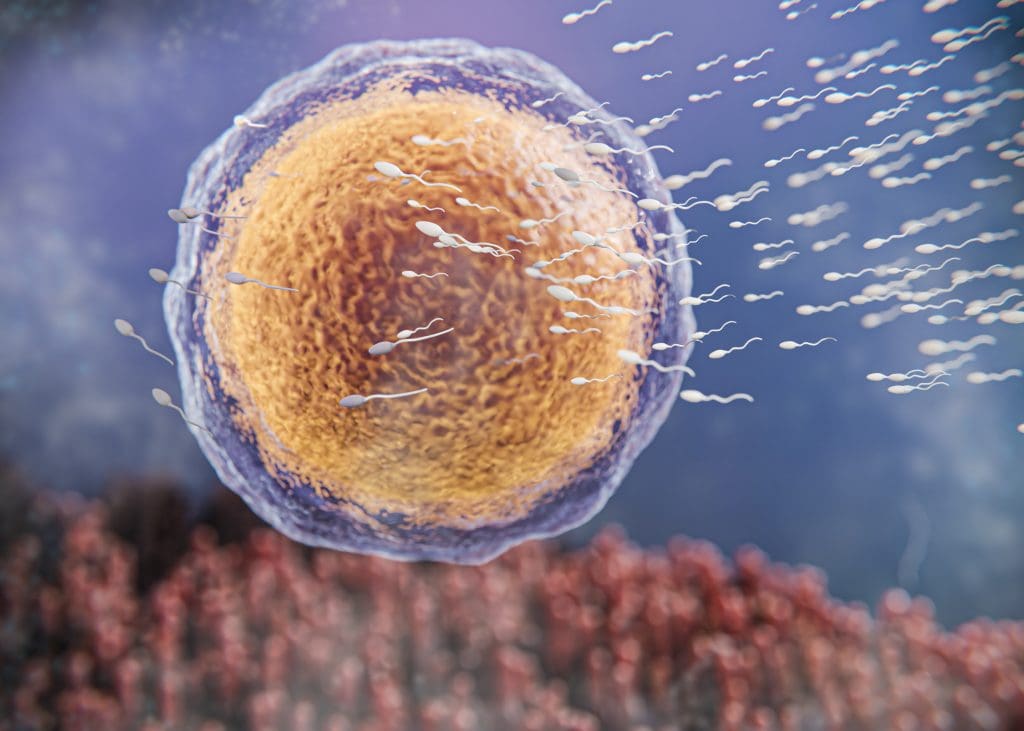 Embryonic Stem Cells