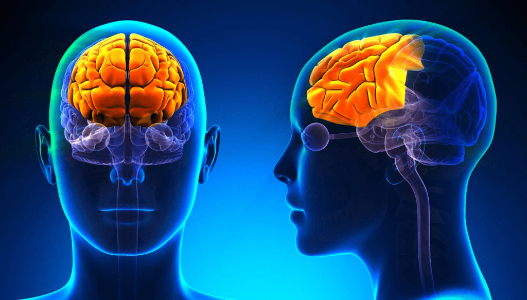 Brain Blood Flow: Powerful Insights from SPECT Imaging 2 Brain Blood Flow: Powerful Insights from SPECT Imaging