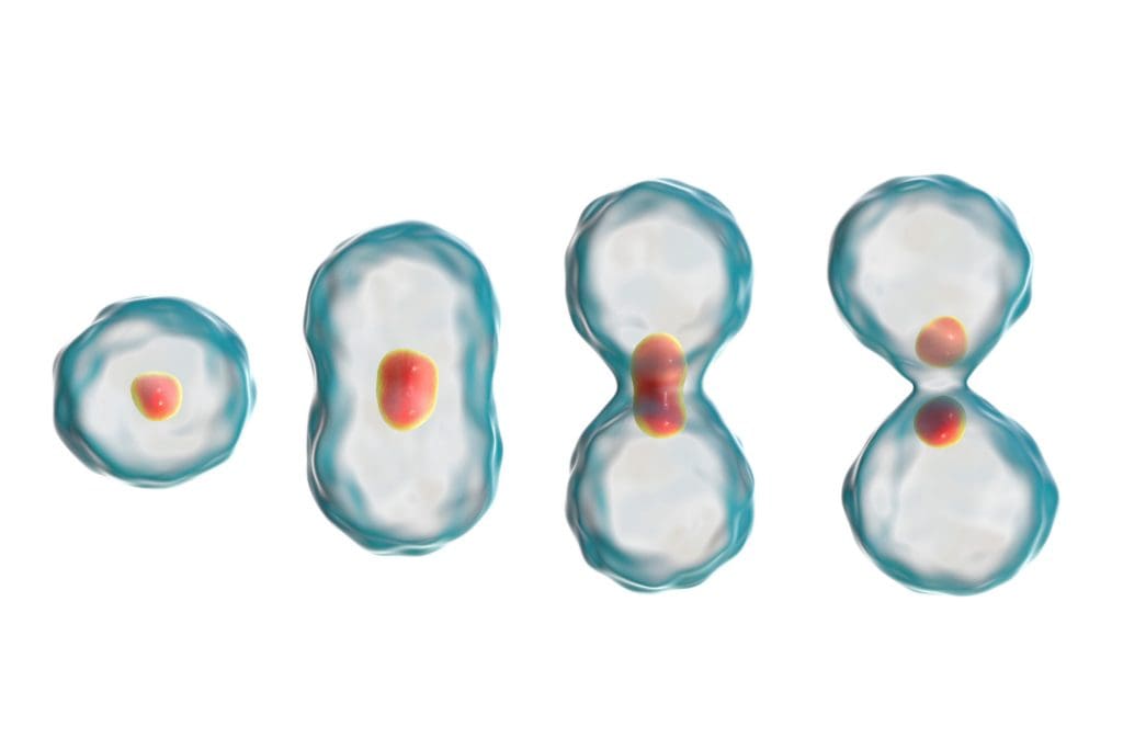 division cell mitosis concept 3d illustration LIV Hospital