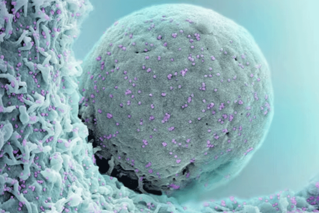 Mesenchymal Stem Cells Treatment: Revolutionary Healing Option