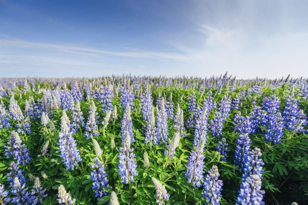 What is lupin allergy? 1 What is lupin allergy