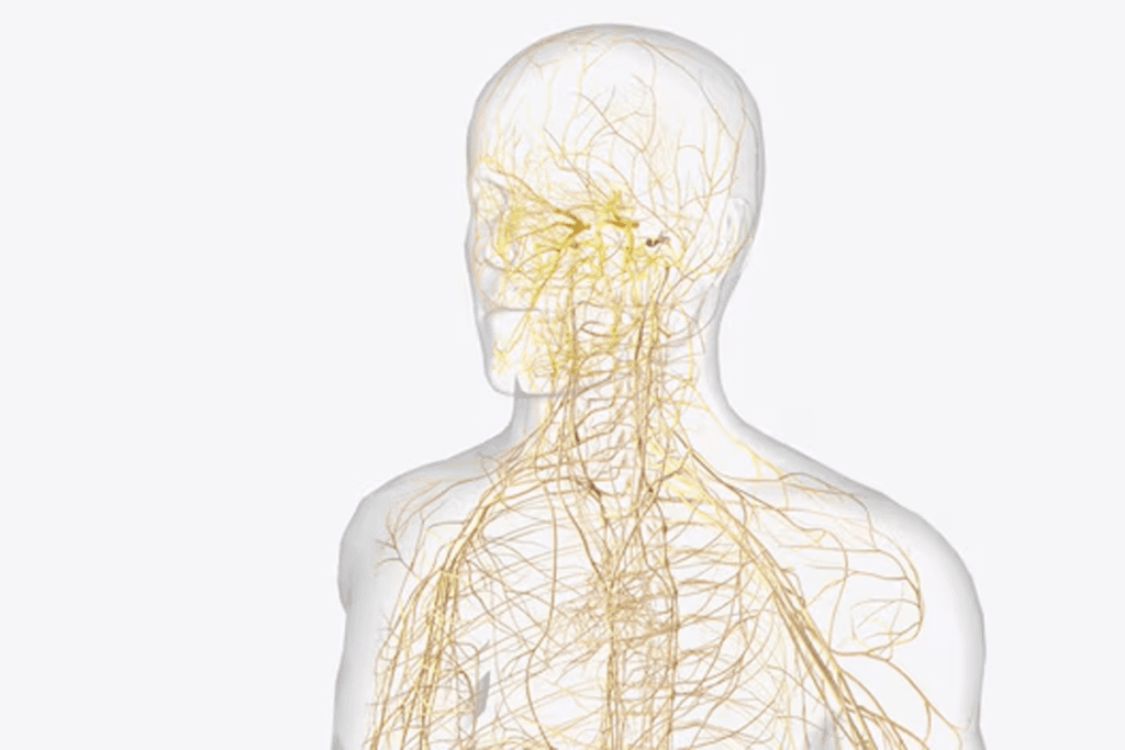 Stem Cells for MS Cure: Promising Advances in Treatment and Recovery
