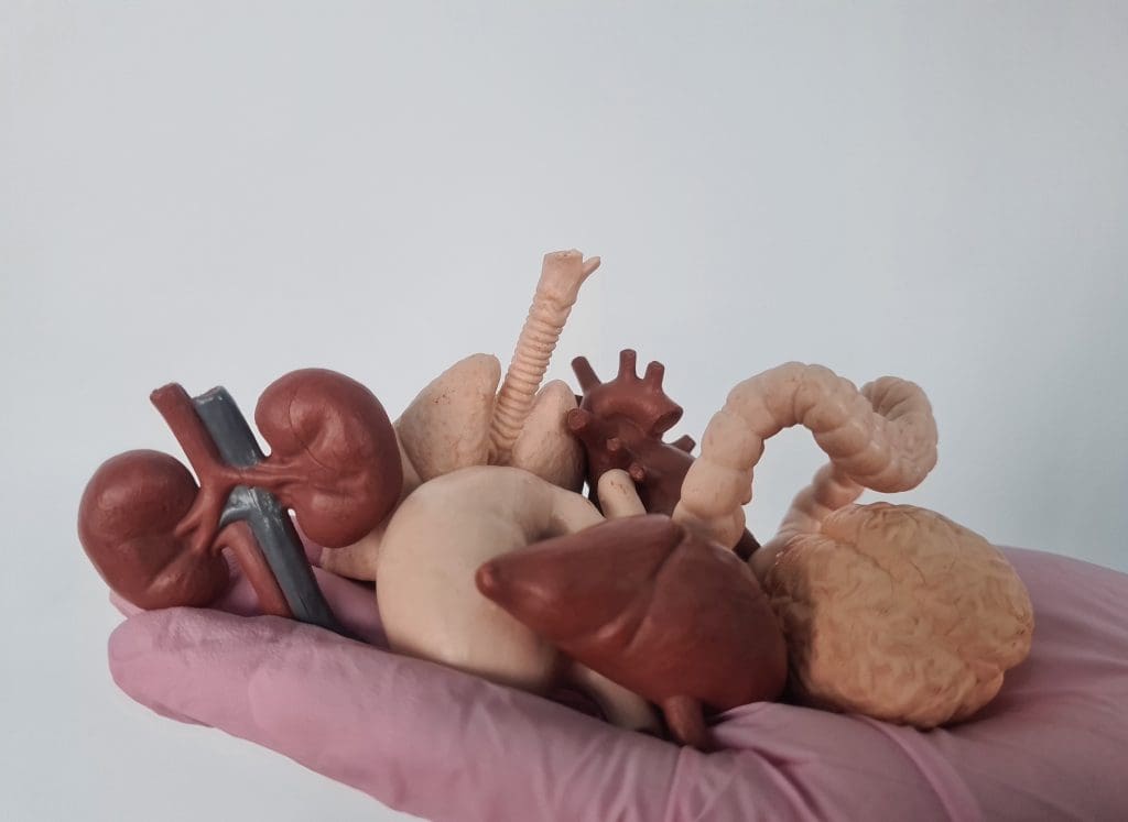 hand surgical glove with miniature anatomical models human organs LIV Hospital