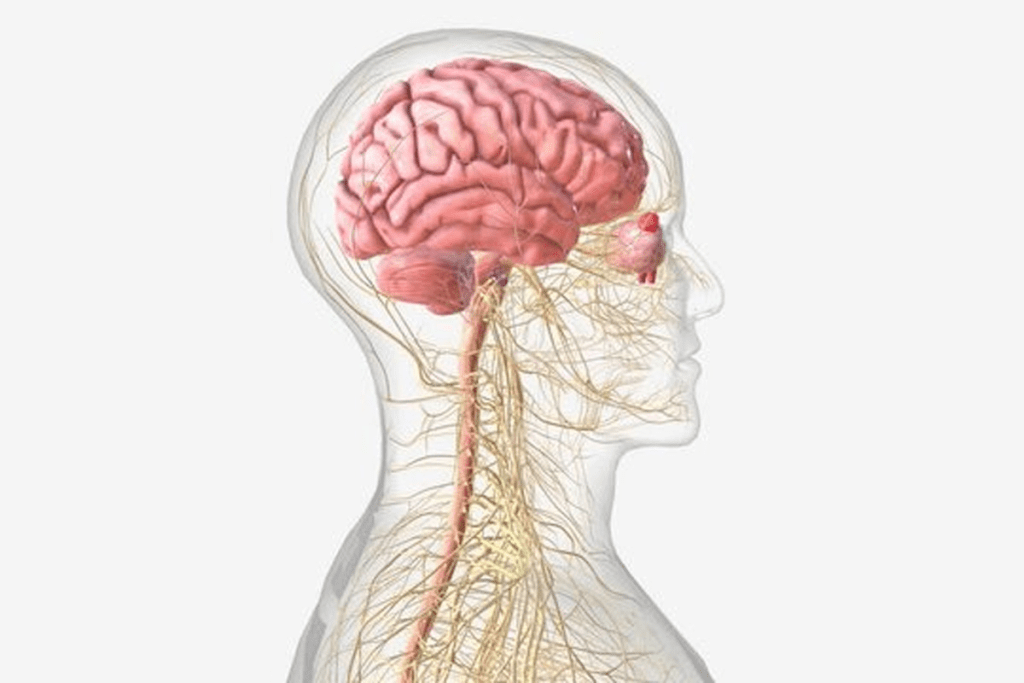 Myelin Sheath Function: Vital Role in Nerve Health