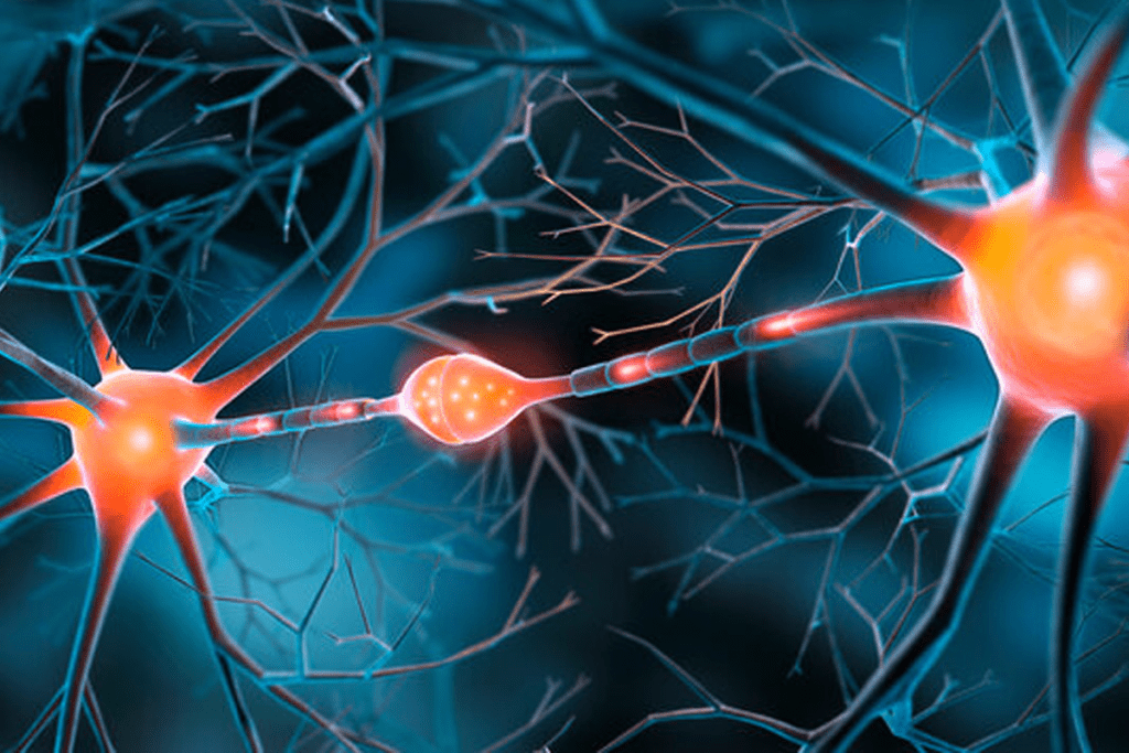 Nervous Stem Cells: 7 Key Facts About Their Role in the Nervous System