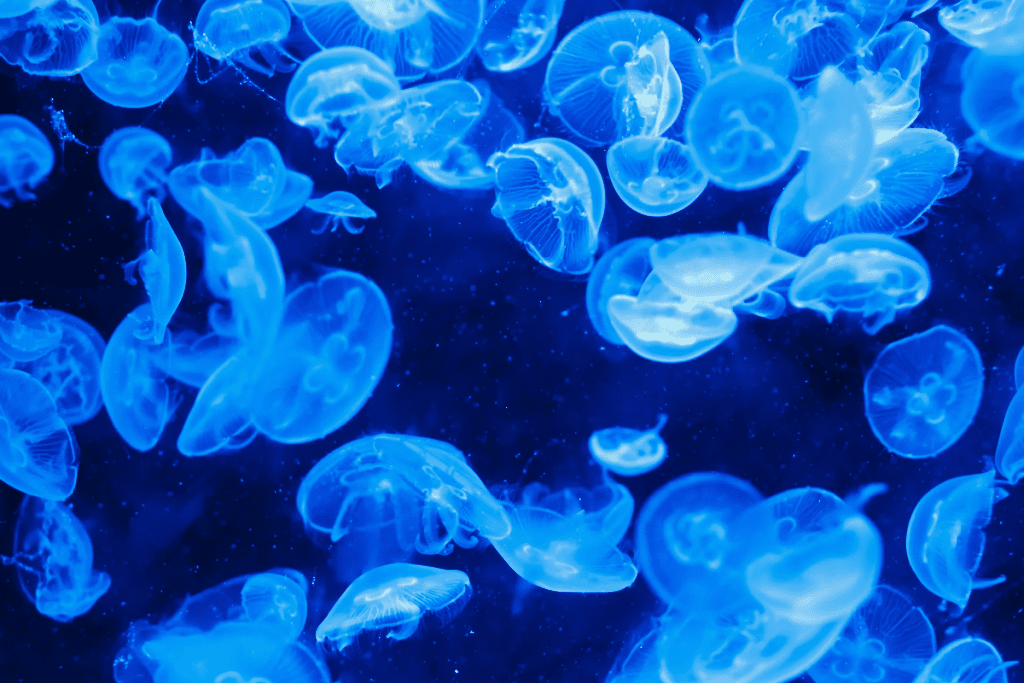 7 Amazing Facts About Totipotent Stem Cells in Plants 3 7 Amazing Facts About Totipotent Stem Cells in Plants