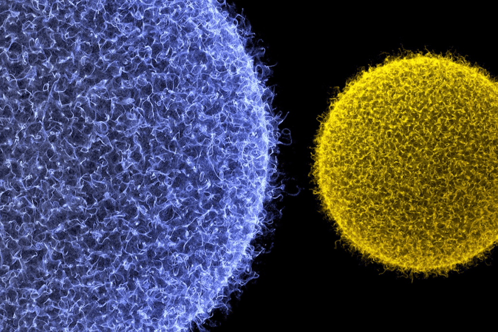 Multipotent vs Pluripotent Stem Cells: Stem Cells and Mesenchymal Difference