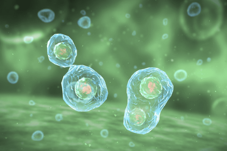 Herbs That Increase Stem Cells Naturally