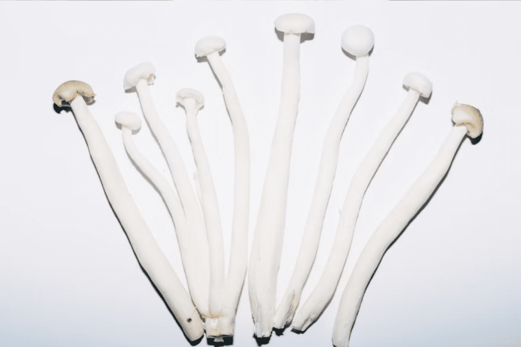 Male Preferred Donor Reasons: Why Males Are Often Chosen for Bone Marrow Donation 1 Male Preferred Donor Reasons: Why Males Are Often Chosen for Bone Marrow Donation