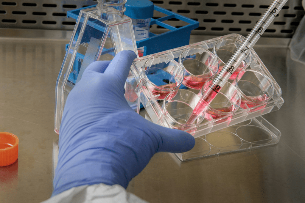 Stem Cells Treat: Diseases and Conditions They Can Heal