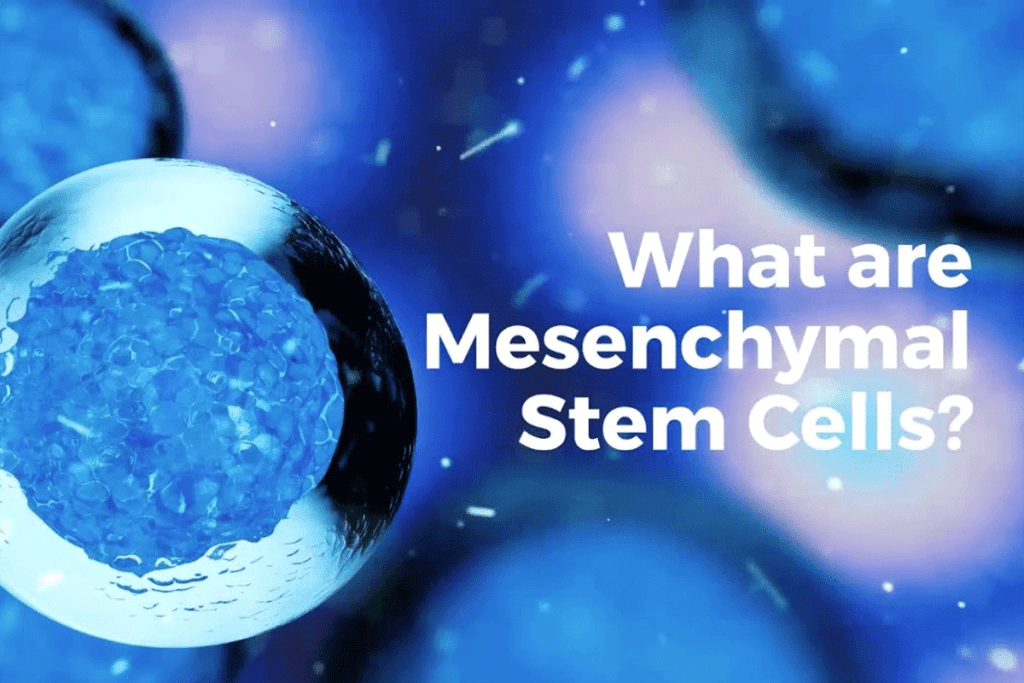 What Does Mesenchymal Mean? Understanding Mesenchymal Stem Cells