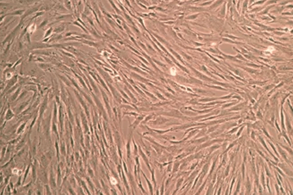 Understanding Adult Multipotent Stromal Cells: Key Properties and Roles 2 Understanding Adult Multipotent Stromal Cells: Key Properties and Roles