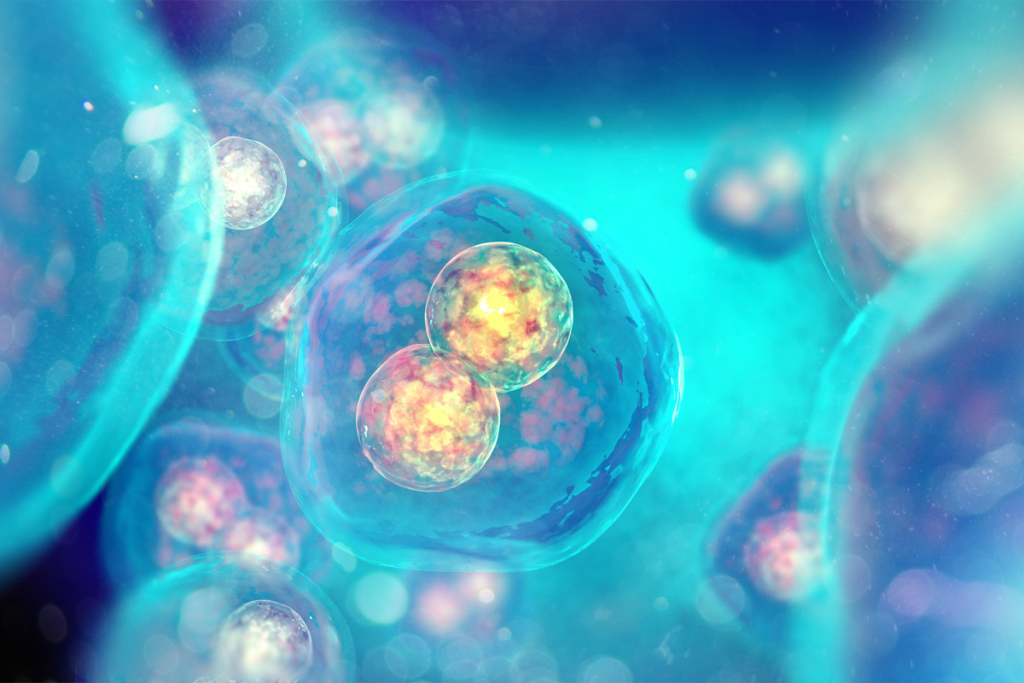 What Are Mesenchymal Stem Cells?