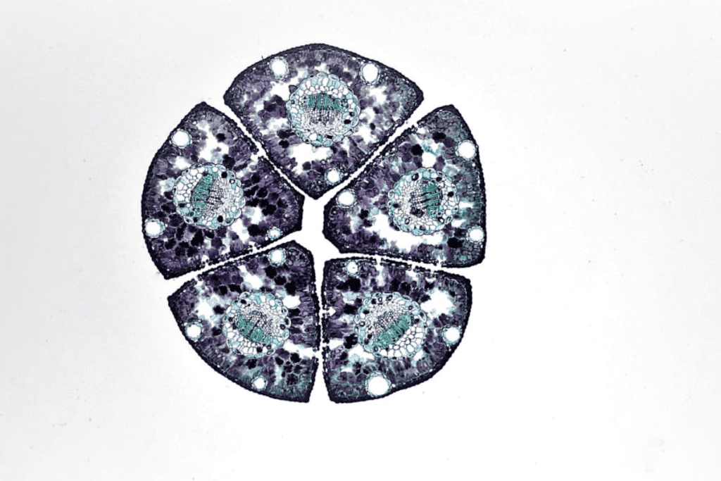 Totipotent Cells: The Most Potent Stem Cells 2 Totipotent Cells: The Most Potent Stem Cells