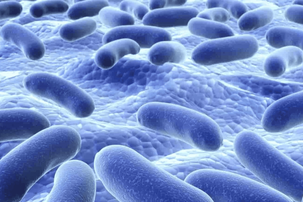 Understanding Adult Neural Stem Cells (Adult NSCs)