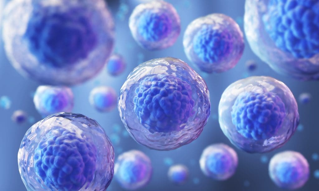 How Long Do Pluripotent Stem Cells Last? Understanding IPS Cell Culture 1 stem cell