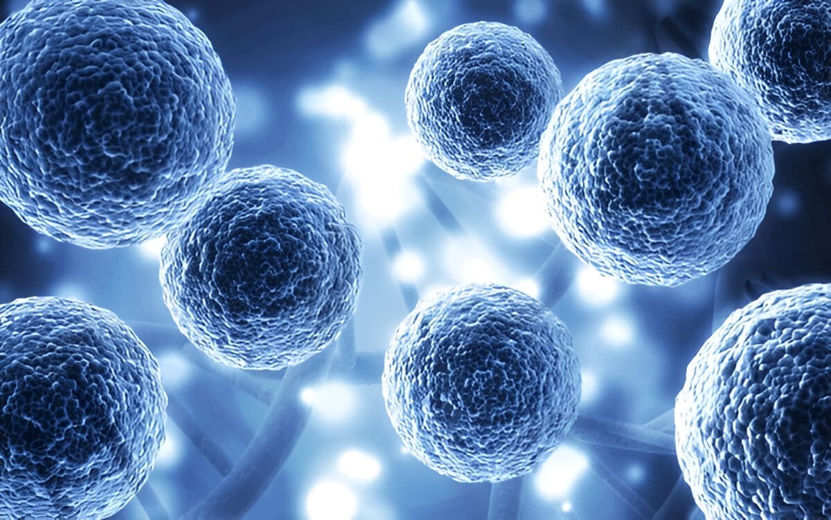 How to Generate Stem Cells Naturally: The Power of Food and Lifestyle 1 how to generate stem cells