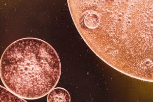 What spice kills cancer cells?