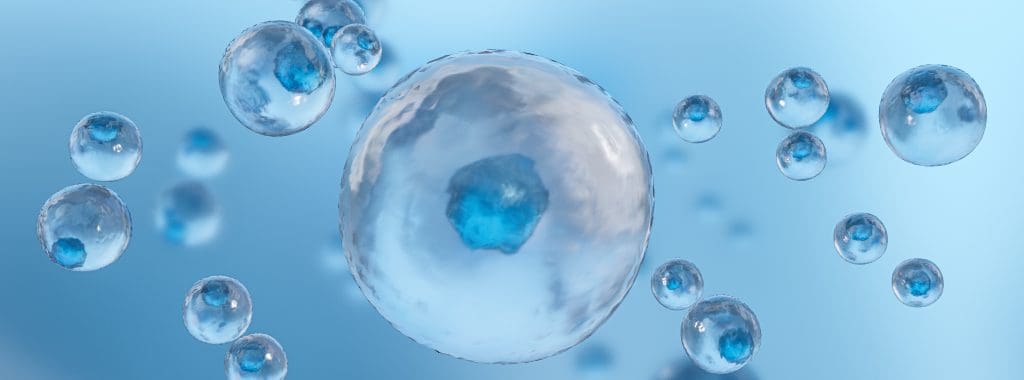 embryonic stem cells