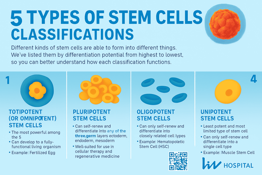 What are the five types of stem cells? 2 What are the five types of stem cells?