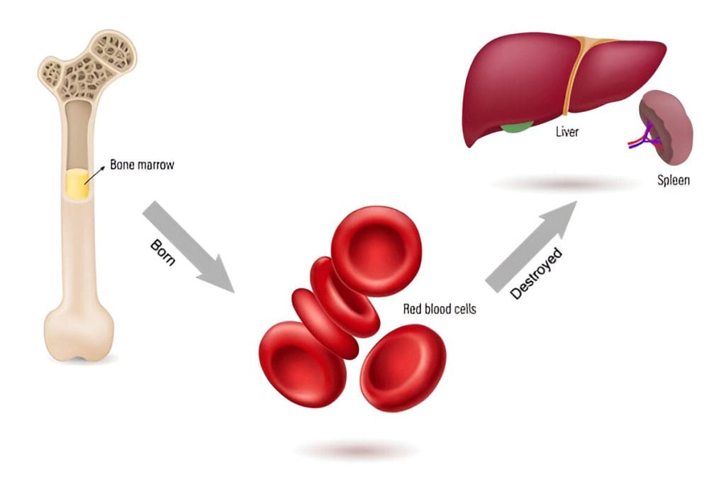 Diagram showing the life cycle of red blood cells, born in the bone marrow and destroyed in the liver and spleen.