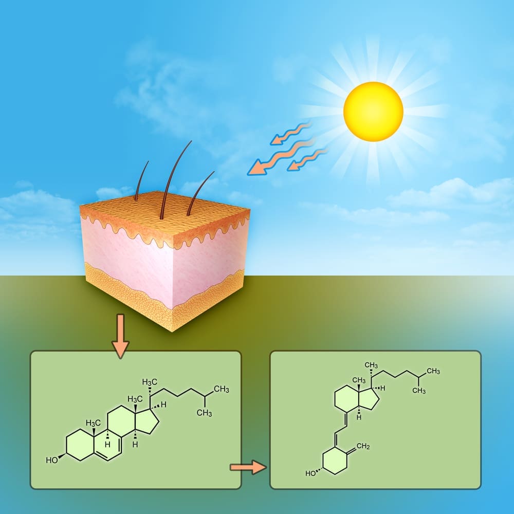 Vitamin D Activation in Liver and Kidneys: The Two Critical Organs Explained 1 Vitamin D activation in liver and kidneys
