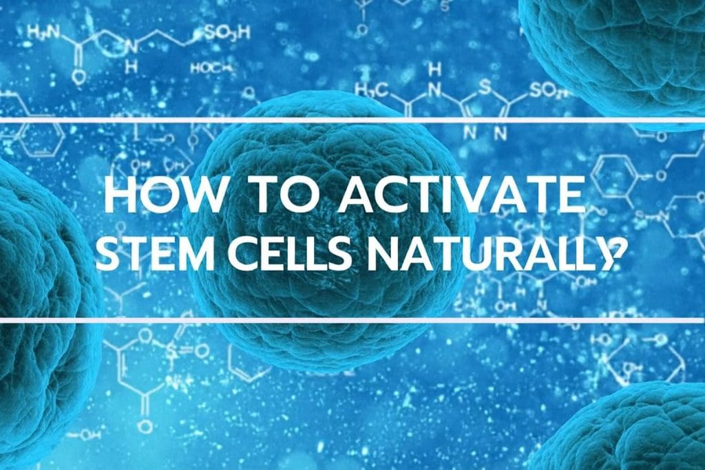 How to Activate Stem Cells Naturally? Top Herbs that Increase Stem Cells for Better Health 1 stem cells naturally LIV Hospital