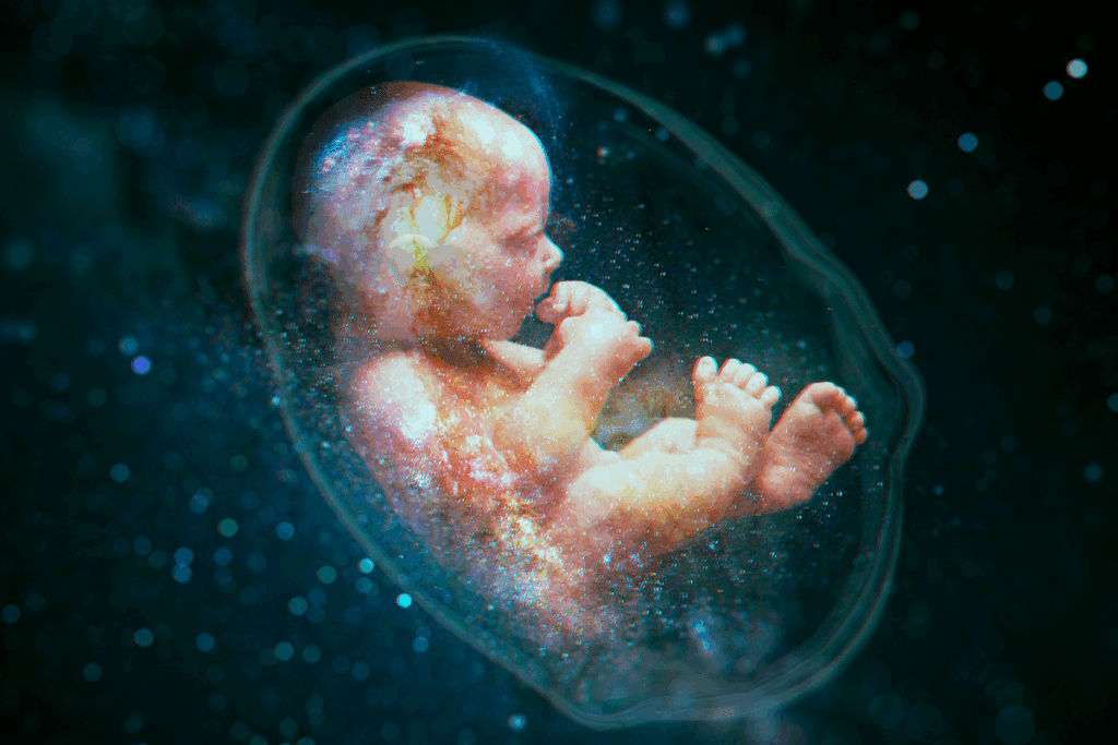 Visual Guide: what does a human embryo look like at Different Stages? 1 Visual Guide: what does a human embryo look like at Different Stages?