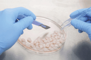 Protocol for Using zinc and sperm count Supplements