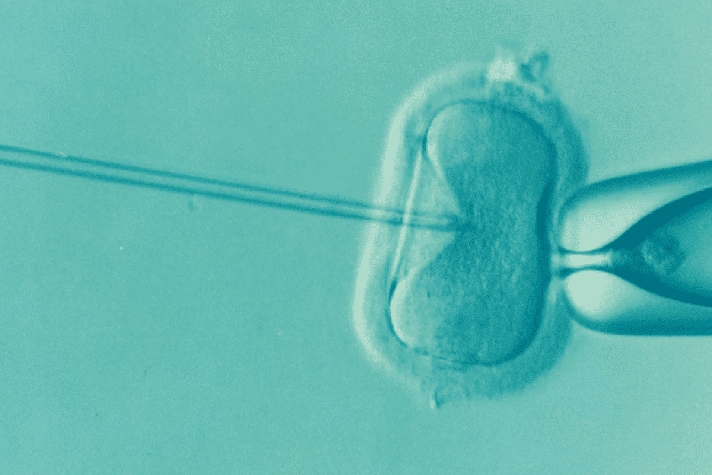 Average Yield: How Many Embryos Per IVF Cycle?