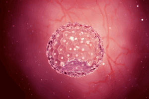 Understanding the blastocyst number of cells and Structure