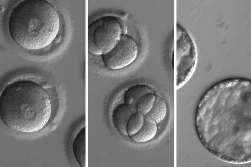 Clarifying the Difference: are embryos and eggs the same? 1 Clarifying the Difference: are embryos and eggs the same?