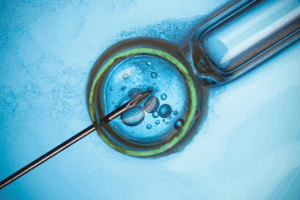 Gallery of Oocytes: ivf egg retrieval pictures and Images