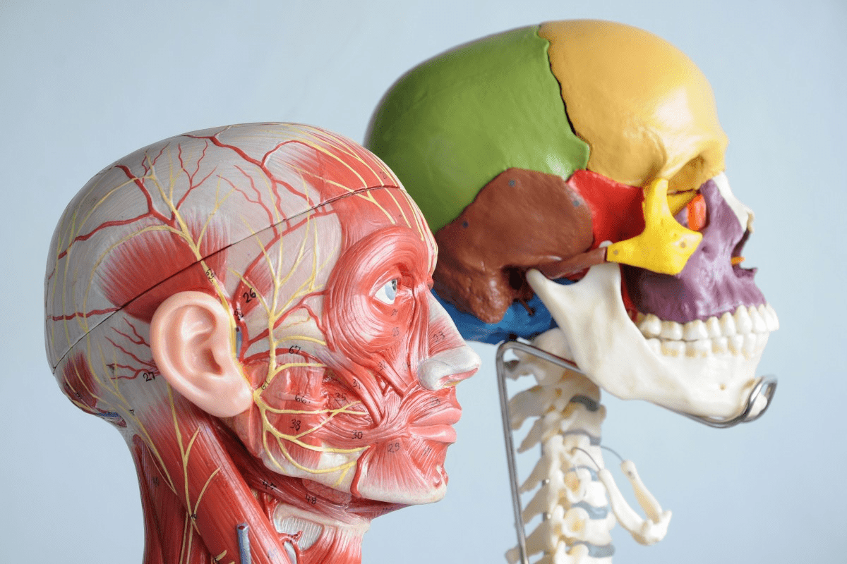 Lymphatic Nodes of the Head and Neck Guide 3 Lymphatic Nodes of the Head and Neck Guide