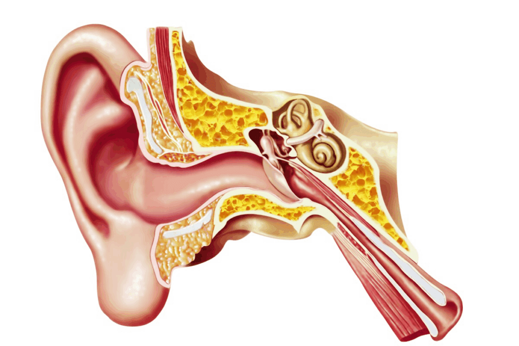 Recurrent Ear Infections in Adults Guide