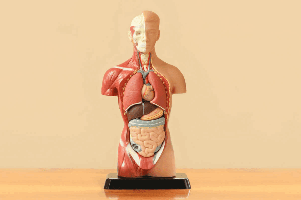 Left Anterior Descending: 7 Crucial Key Anatomy Facts