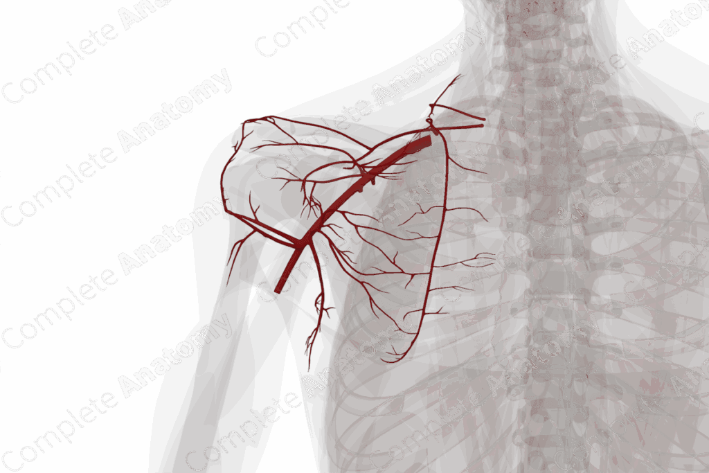 LAD Artery: Crucial 7 Key Facts on Anatomy & Function