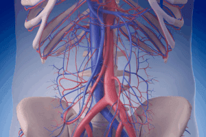 LAD Artery: Crucial 7 Key Facts on Anatomy & Function