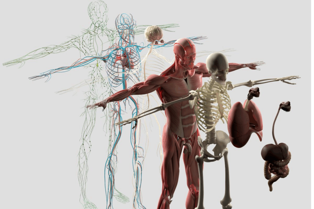 Where Is the Heart Found Facts