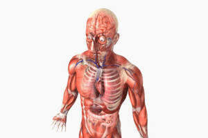 Heart Human Anatomy Facts