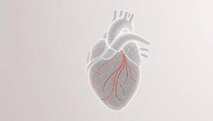 Cardiovascular Conduction System Parts