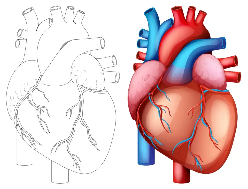A detailed anatomical illustration of the aortic valve, showcasing its intricate structure and critical role in heart health. The foreground depicts the delicate leaflets and cusps of the valve, precisely rendered in lifelike detail. The middle ground reveals the surrounding aorta and cardiac muscle, captured in a crisp, high-resolution rendering. The background subtly fades into a neutral, clinical environment, allowing the valve's anatomy to take center stage. Soft, directional lighting accentuates the valve's three-dimensional form, creating depth and volume. The perspective is slightly angled, providing an optimal view for medical education and understanding. The overall mood is one of scientific precision and educational focus, inviting the viewer to explore the inner workings of this vital cardiac structure. A detailed anatomical illustration of the aortic valve, showcasing its intricate structure and critical role in heart health. The foreground depicts the delicate leaflets and cusps of the valve, precisely rendered in lifelike detail. The middle ground reveals the surrounding aorta and cardiac muscle, captured in a crisp, high-resolution rendering. The background subtly fades into a neutral, clinical environment, allowing the valve's anatomy to take center stage. Soft, directional lighting accentuates the valve's three-dimensional form, creating depth and volume. The perspective is slightly angled, providing an optimal view for medical education and understanding. The overall mood is one of scientific precision and educational focus, inviting the viewer to explore the inner workings of this vital cardiac structure.
