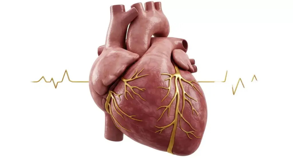 A detailed cross-sectional view of a human heart valve with stenosis. The foreground depicts the narrowed aortic valve opening, with the leaflets thickened and stiff, obstructing blood flow. The middle ground shows the surrounding cardiac anatomy, including the left ventricle and aorta. The background features a subtle, muted color palette, conveying a clinical and informative atmosphere. The lighting is soft and directional, highlighting the intricate valve structure. The angle is slightly angled to provide an optimal view of the stenosis, enabling a clear understanding of the condition for medical purposes.