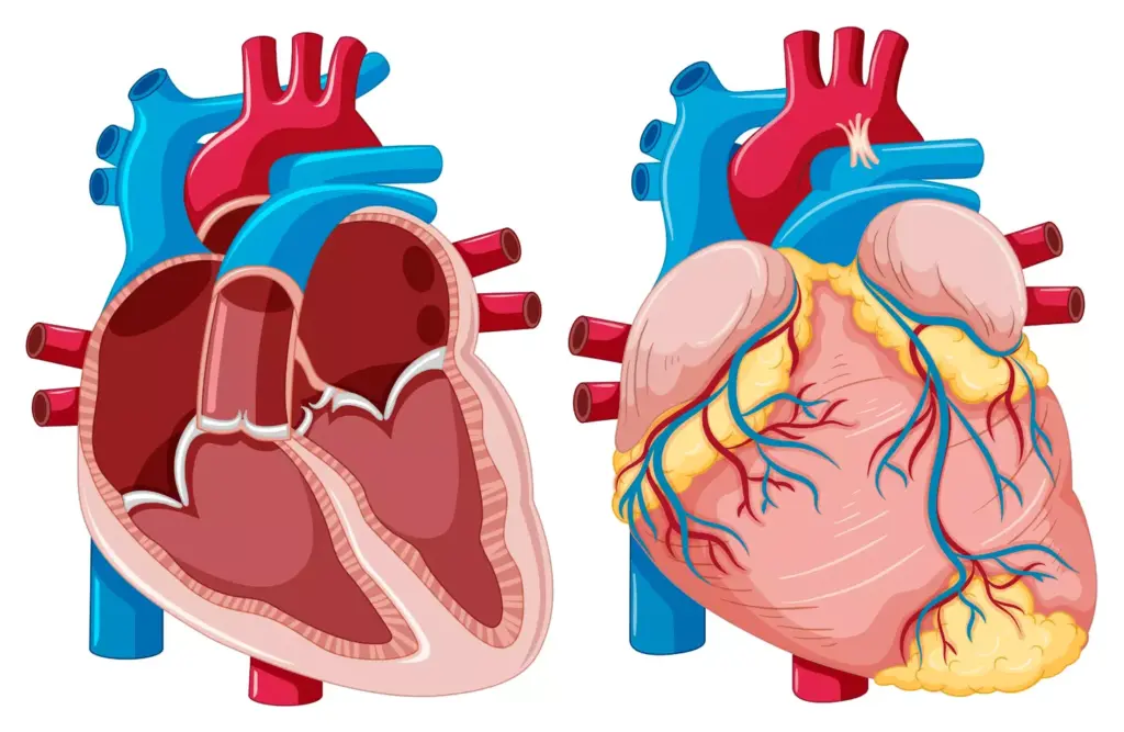 A detailed and anatomically accurate illustration of the human heart, specifically showcasing the aortic valve region (AVR). Render the heart in a realistic, high-resolution 3D style, with a cross-sectional view exposing the intricate structures of the AVR. Depict the aortic valve, aortic annulus, and surrounding cardiac anatomy in vivid detail, using a soft, warm lighting scheme to create depth and clarity. Set the scene against a clean, neutral background to emphasize the medical subject matter. Convey a sense of scientific study and clinical analysis, suitable for use in a cardiology-focused article. A detailed and anatomically accurate illustration of the human heart, specifically showcasing the aortic valve region (AVR). Render the heart in a realistic, high-resolution 3D style, with a cross-sectional view exposing the intricate structures of the AVR. Depict the aortic valve, aortic annulus, and surrounding cardiac anatomy in vivid detail, using a soft, warm lighting scheme to create depth and clarity. Set the scene against a clean, neutral background to emphasize the medical subject matter. Convey a sense of scientific study and clinical analysis, suitable for use in a cardiology-focused article.