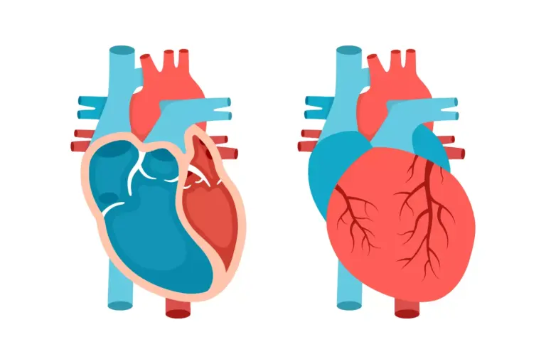 When Do the Atrioventricular Valves Open and What Happens During Ventricular Filling?