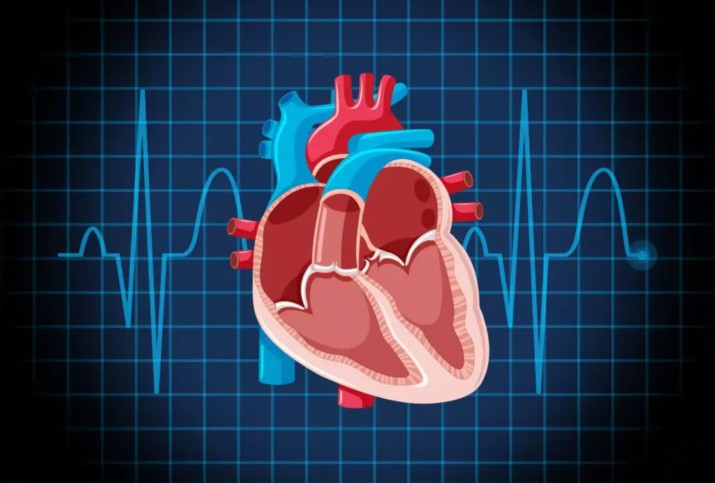 A detailed anatomical illustration of a heart undergoing atrial fibrillation after cardiac surgery. The foreground depicts the heart in cross-section, with the atria fluttering erratically, the ventricles pumping irregularly, and the valves failing to function properly. The middle ground showcases the intricate network of blood vessels and nerves surrounding the heart, pulsing with disrupted electrical activity. The background features a muted, technical aesthetic, with a subtle grid pattern and neutral tones to emphasize the medical context. The lighting is soft and directional, creating depth and highlighting the textural details of the heart's musculature. The overall composition conveys a sense of urgency and medical complexity, reflecting the challenges faced in the aftermath of cardiac surgery.