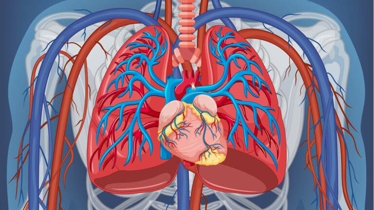 Pulmonary Circulation Diagram: 5 Key Functions and Simple Definitions