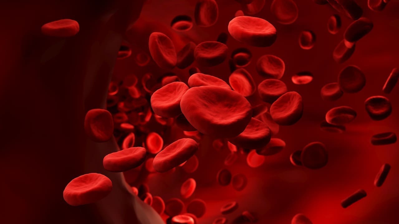 How Does Pulmonary Blood Flow Work in the Lungs and What Happens to Blood There?