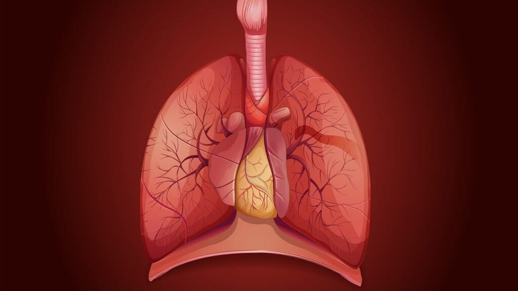pulmonary vessels labeled in anatomical diagram pulmonary vessels labeled in anatomical diagram